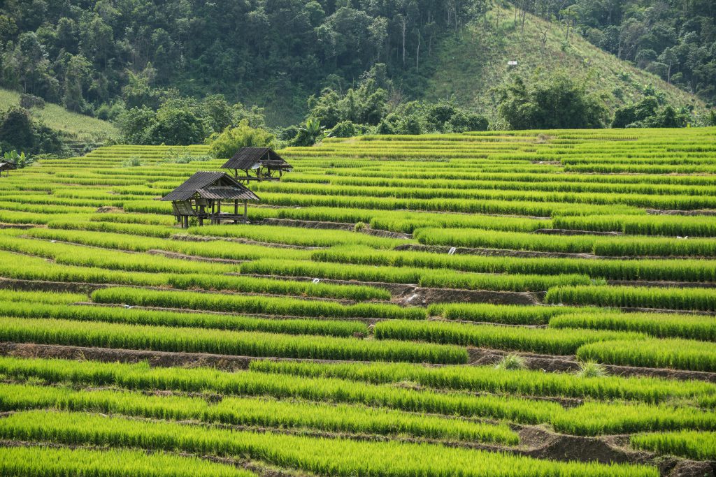 Explore the vibrant green terraced rice fields in Thailand's picturesque countryside.